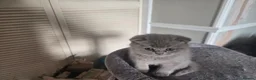 Scottish Fold cats for sale: Gorgeous & calm British Blue Scottish Fold kittens - Advert 12