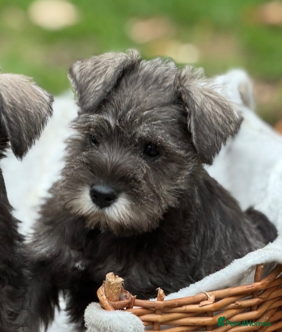 Miniature Schnauzer dogs Gorgeous kc reg miniature schnauzers ready now  - Advert 2