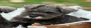 Miniature Schnauzer 4