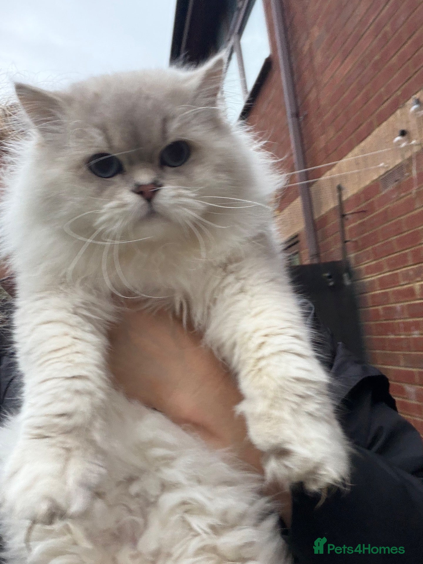 Scottish Fold cats for stud: Stunning Scottish Straight Longhair Golden Point  - Advert 2