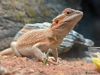 Bearded Dragon reptiles Bearded dragons trans red - Advert 1