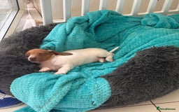 Miniature Dachshund dogs for sale: Pure Piebald Miniature Dachshunds Champion Lines - Image 14