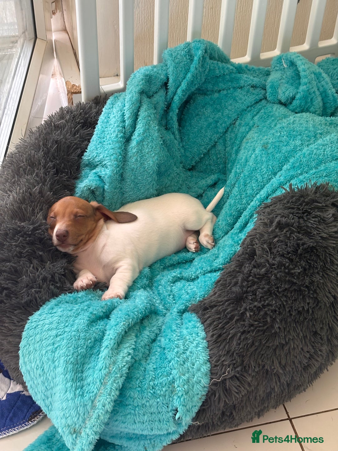 Miniature Dachshund dogs for sale: Pure Piebald Miniature Dachshunds Champion Lines - Image 14