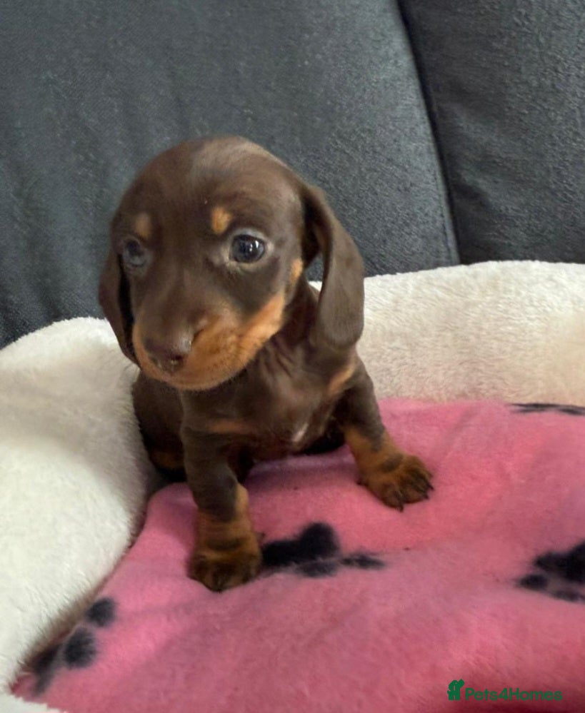 Dachshund dogs 2 gorgeous girls left available 🐶😊😍 - Advert 4