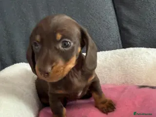 Dachshund dogs 2 gorgeous girls left available 🐶😊😍 - Advert 4