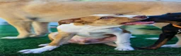 Mixed Breed dogs for adoption: Loyal by name - Loyal in nature - Advert 2