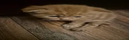 Mixed Breed cats for sale: Beautiful persian cross ginger kitten  - Advert 9