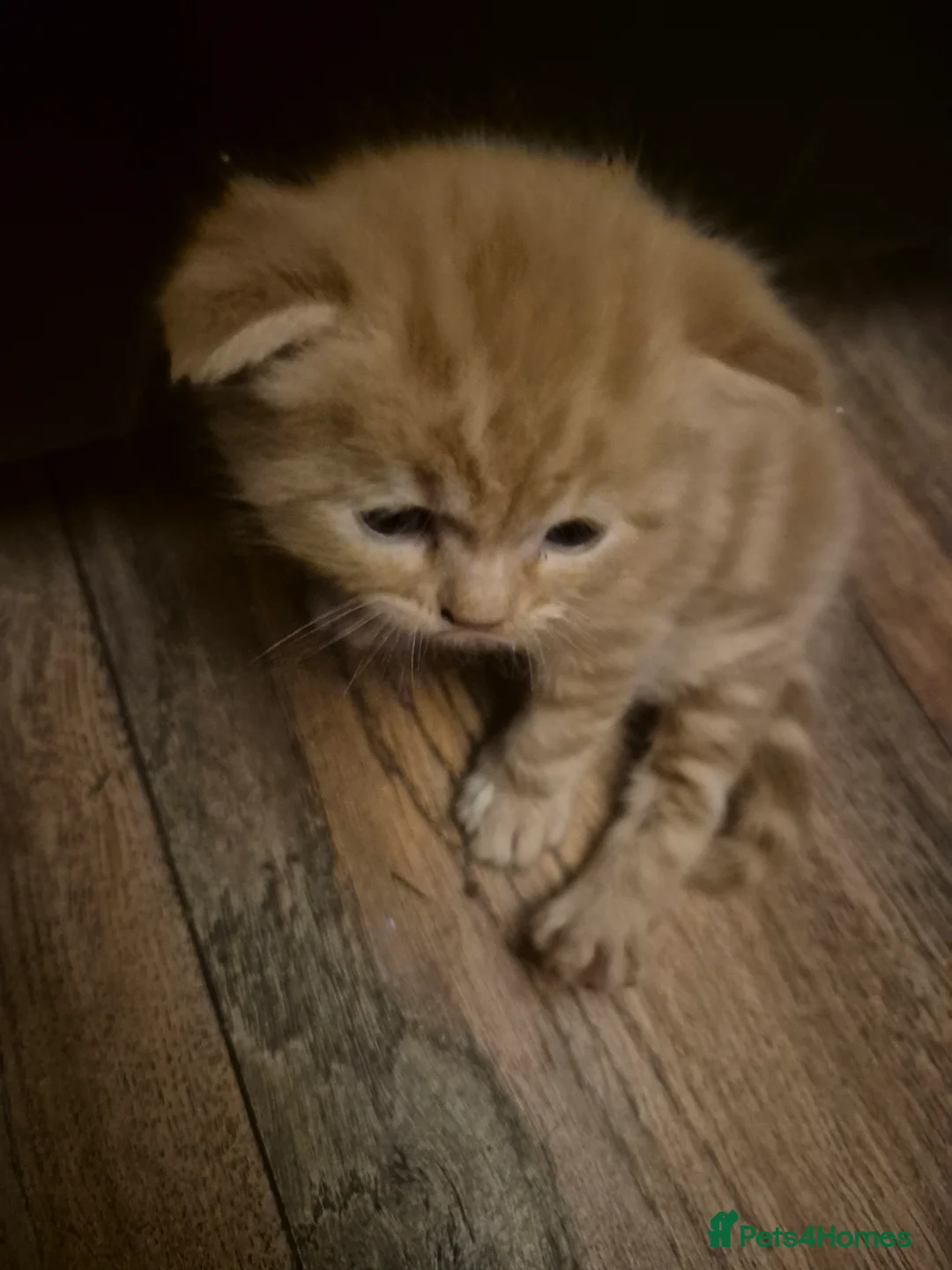 Mixed Breed cats for sale: Beautiful persian cross ginger kitten  - Advert 9