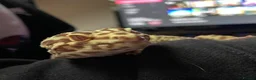 Leopard Gecko reptiles for sale: Leopard Gecko - Albie in Bristol - Advert 3