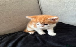 Mixed Breed cats for sale: Mother and kittens for sale  - Image 3