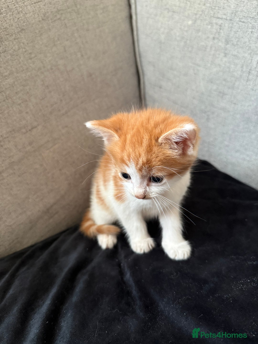 Mixed Breed cats for sale: Mother and kittens for sale  - Image 3