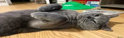 British Shorthair cats for sale: Playful British Shorthair - 2 years old in London - Advert 7