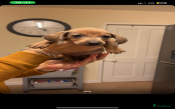 Dachshund dogs for sale: Beautiful Dachshund puppies for sale  - Image 6