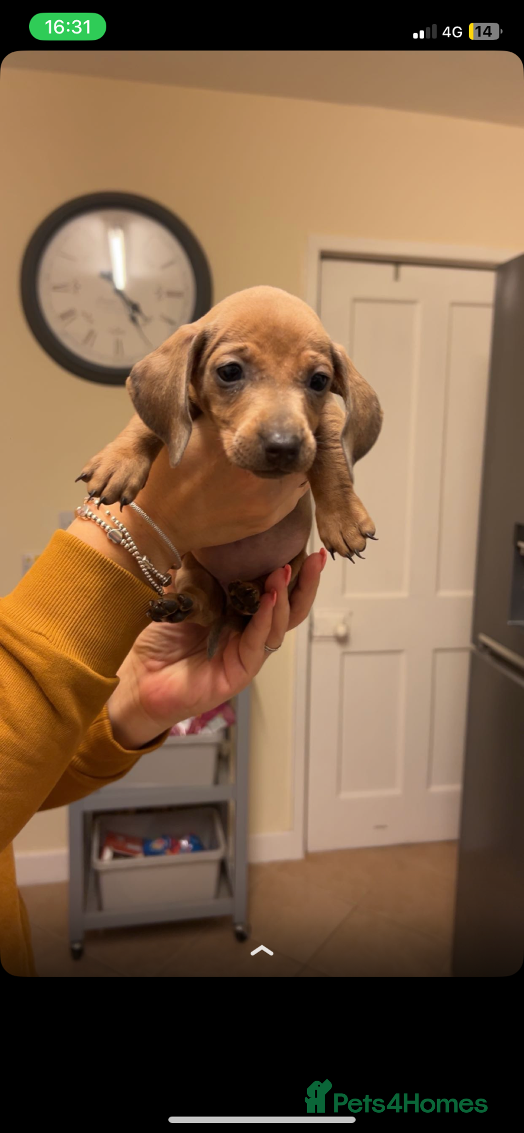 Dachshund dogs for sale: Beautiful Dachshund puppies for sale  - Image 6