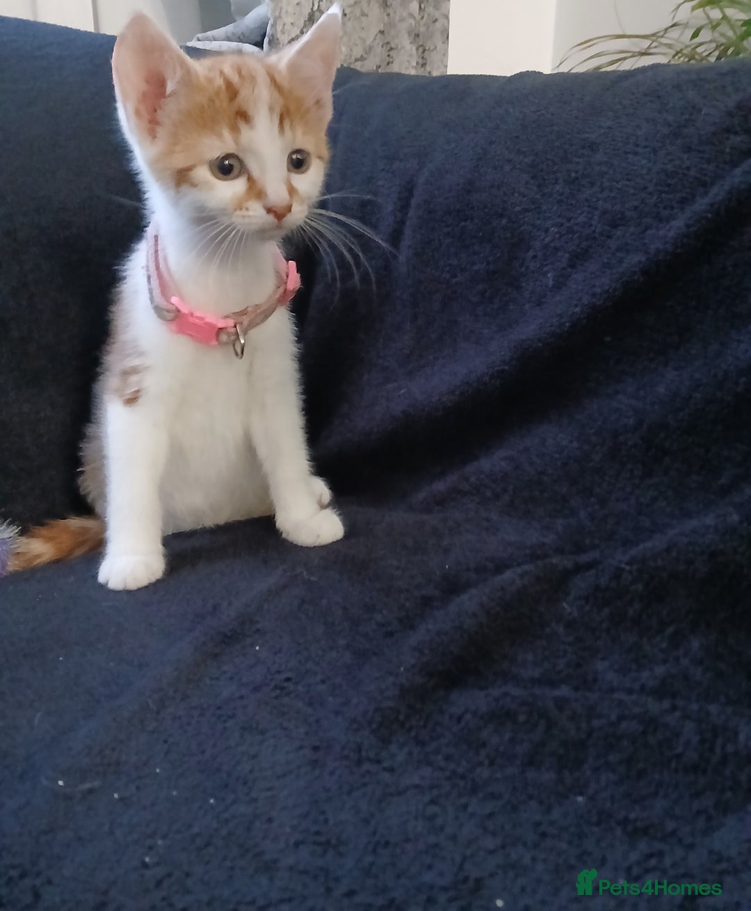 Mixed Breed cats for sale: Gorgeous mixed kittens - Advert 6
