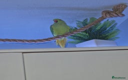 Ringnecks birds for sale: Male indian ringneck  - Image 1