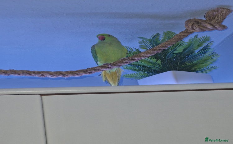Ringnecks birds - Advert 4