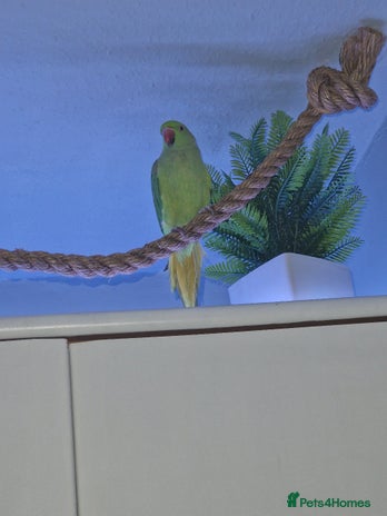 Ringnecks birds - Advert 9