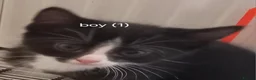 European cats for sale: Adorable kittens looking for forever home  in Cumnock - Advert 7