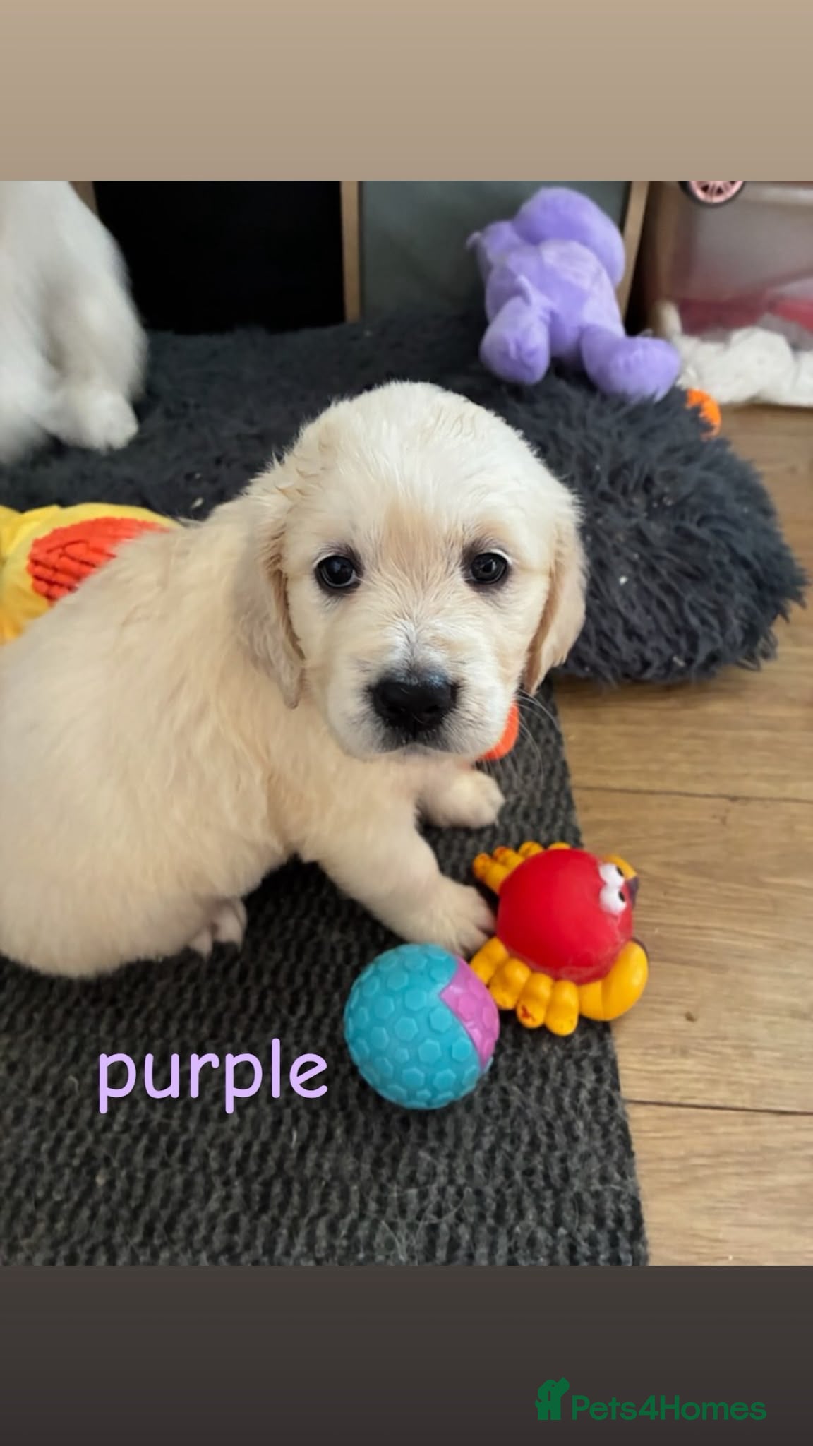 Golden Retriever dogs Nine beautiful golden retreivers  - Advert 2