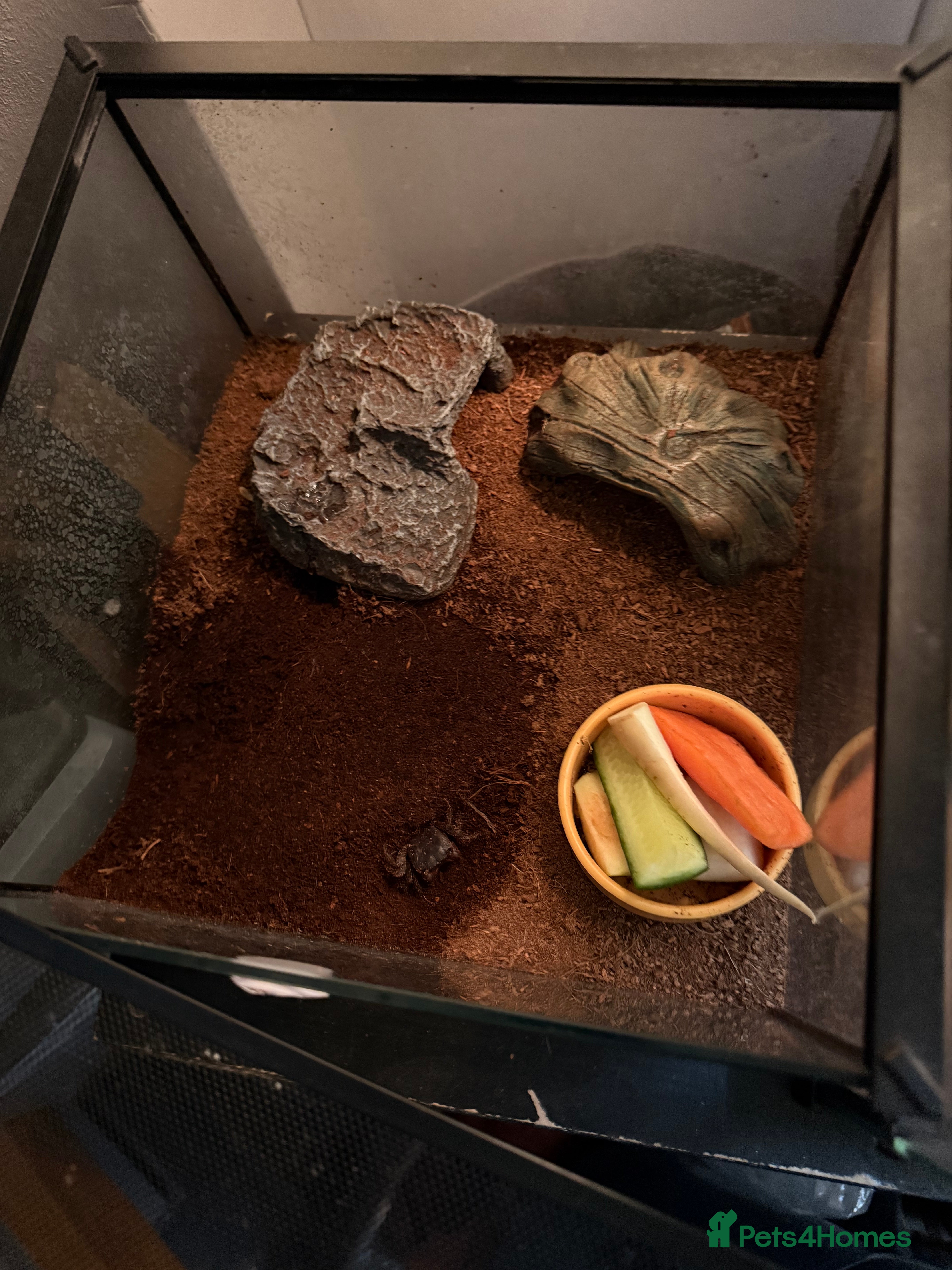 Crabs invertebrates 2 red apple crabs and tank for sale  - Advert 2