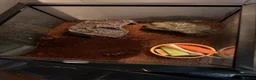 Crabs invertebrates for sale: 2 red apple crabs and tank for sale  - Advert 1