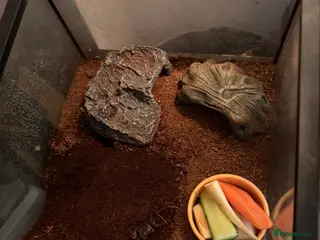 Crabs invertebrates 2 red apple crabs and tank for sale - Advert 2