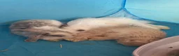 Mini Lop rabbits for sale: Mini lop harlequin rabbits  - Advert 8