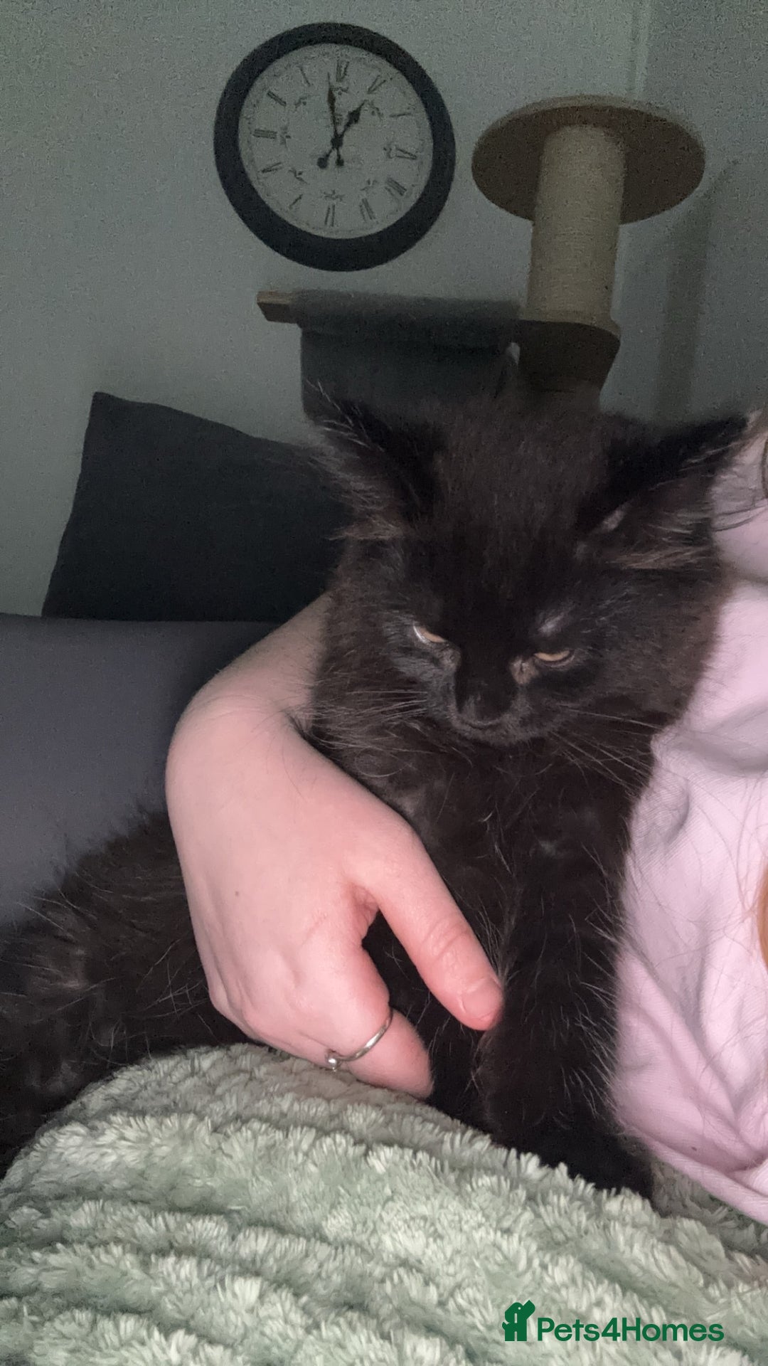 Mixed Breed cats for sale: Male moggy cat - Advert 8