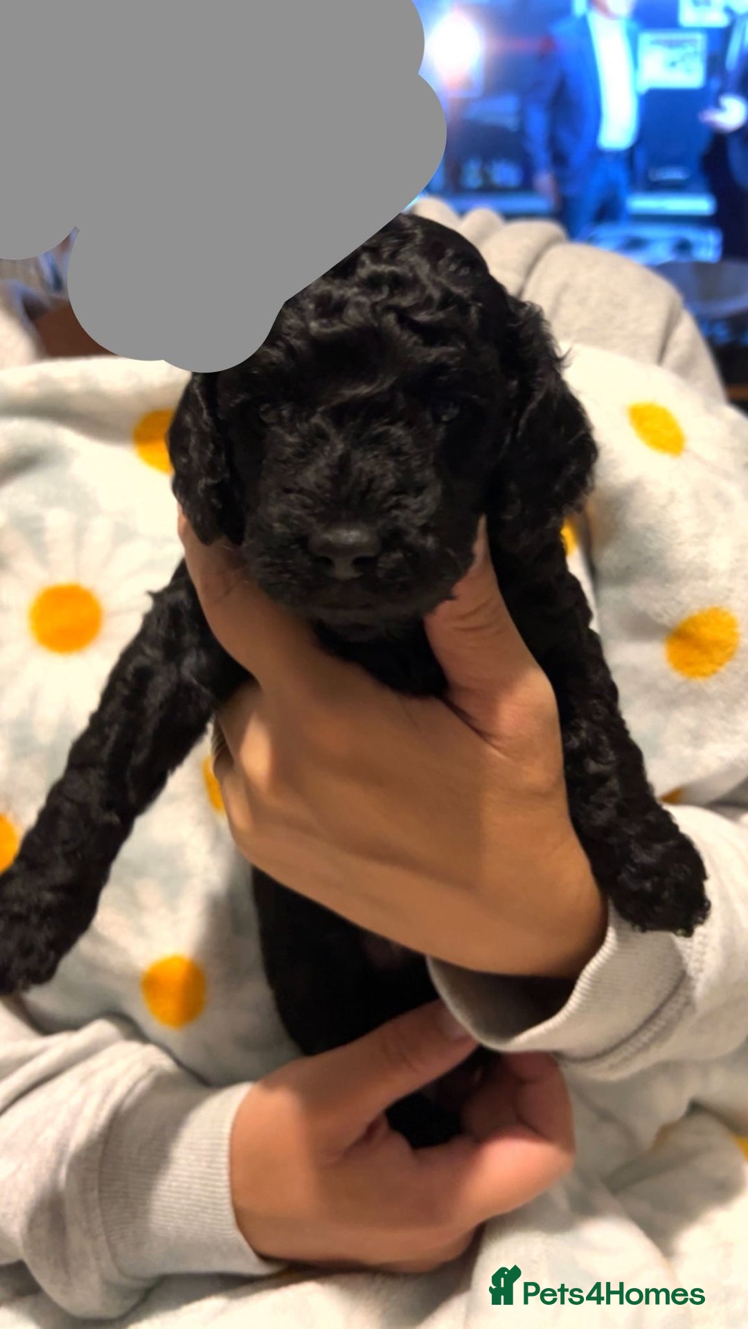 Cockapoo dogs for sale: Clarissa - Image 4