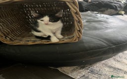 Mixed Breed cats for sale: Scottish fold cross for sale  - Image 1