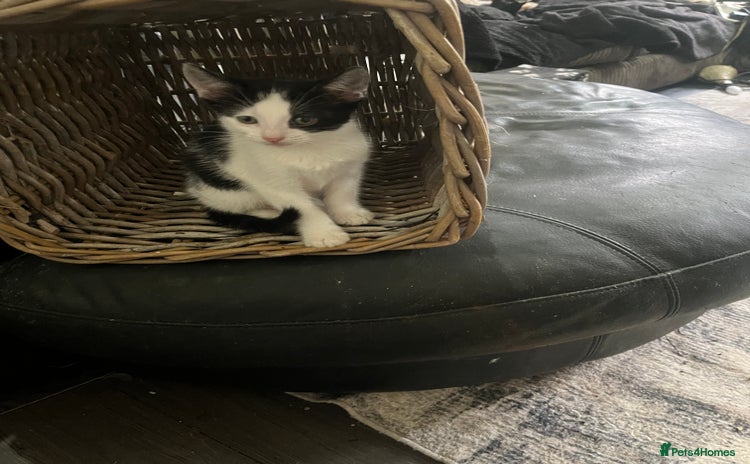 Mixed Breed cats - Advert 14