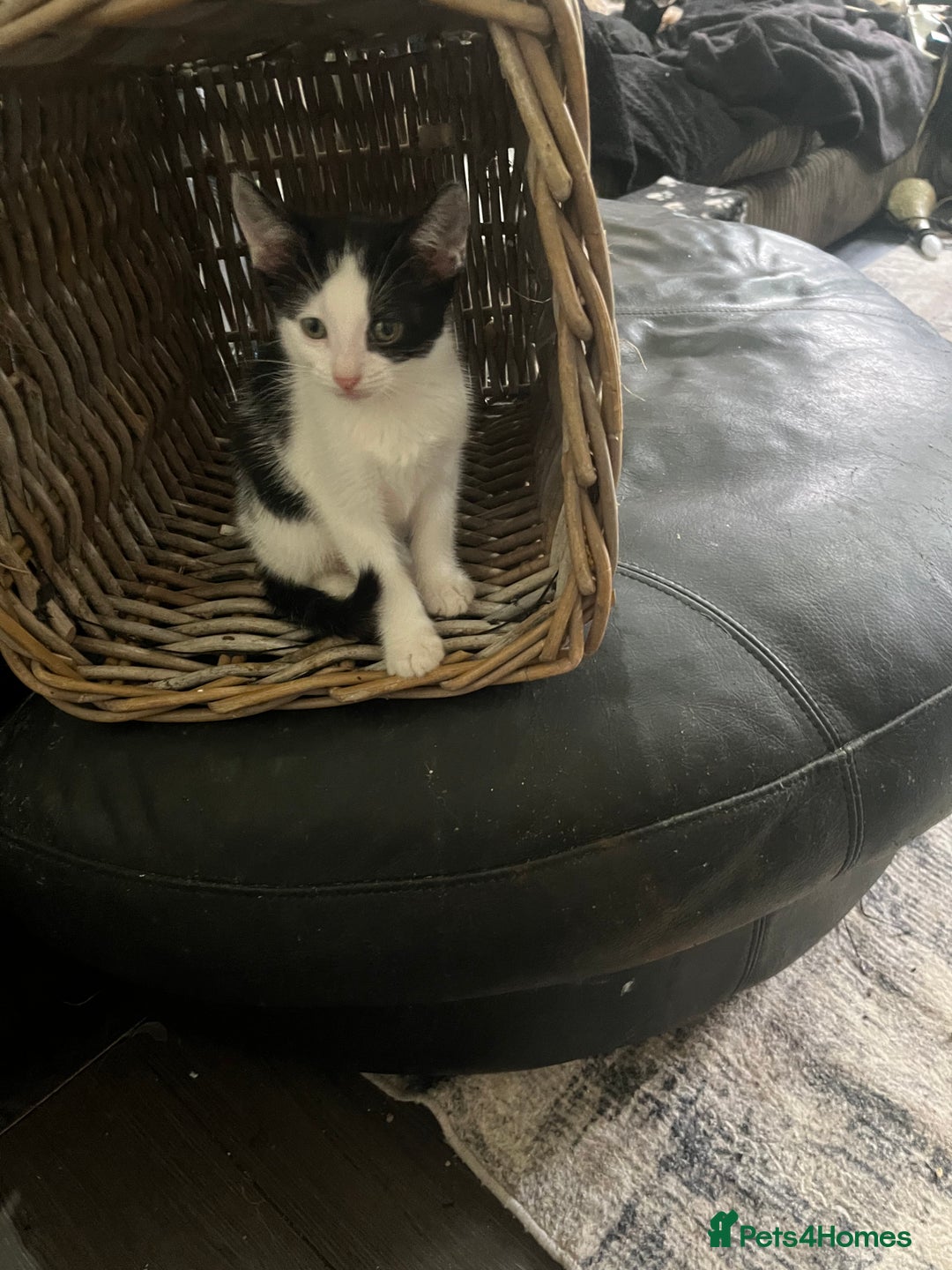 Mixed Breed cats for sale: Scottish fold cross for sale  - Image 1