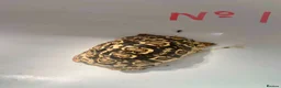 Tortoise reptiles for sale: Leopard Tortoise - Advert 2