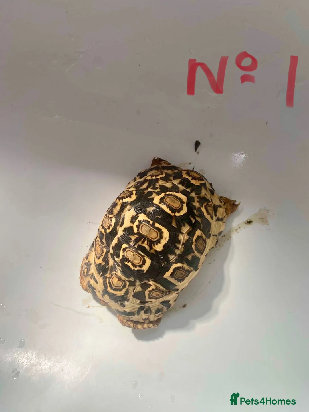 Tortoise reptiles for sale: Leopard Tortoise - Advert 2