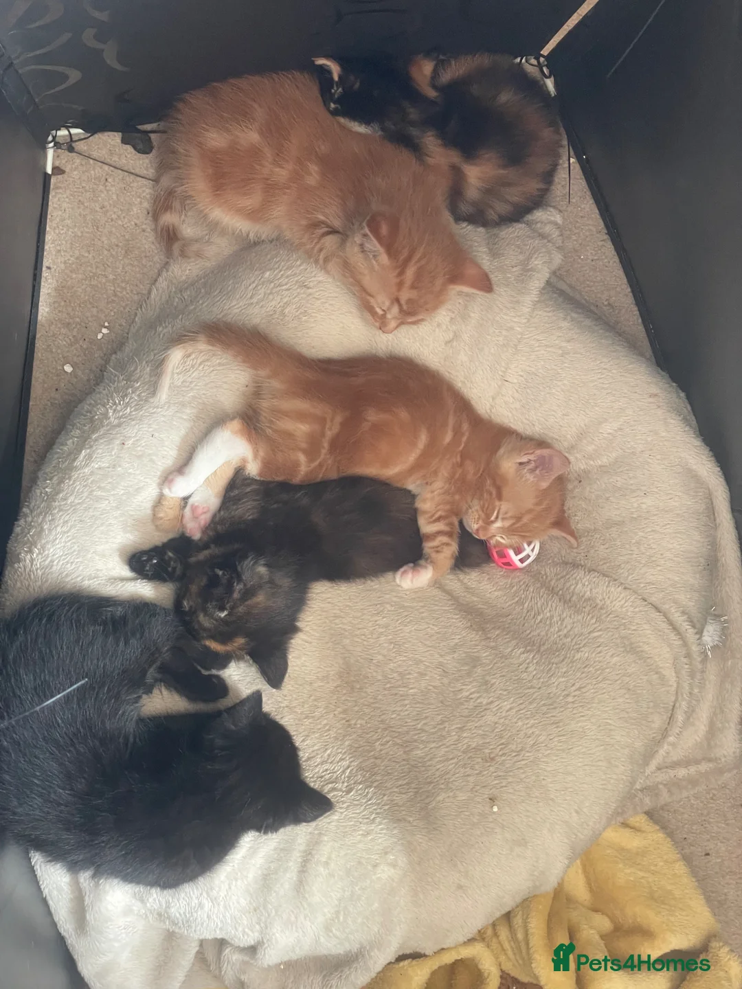 Mixed Breed cats for sale: 3 kittens  in Eastleigh - Advert 2