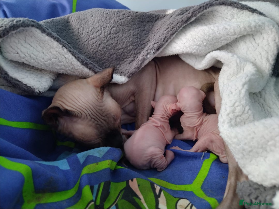 Sphynx cats for stud: Sphynx boy for stud  in Southampton - Advert 32