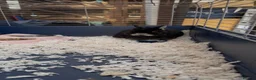 Netherland Dwarf rabbits for sale: Urgent Neutered House Black Otter Netherland Dwarf - Advert 3