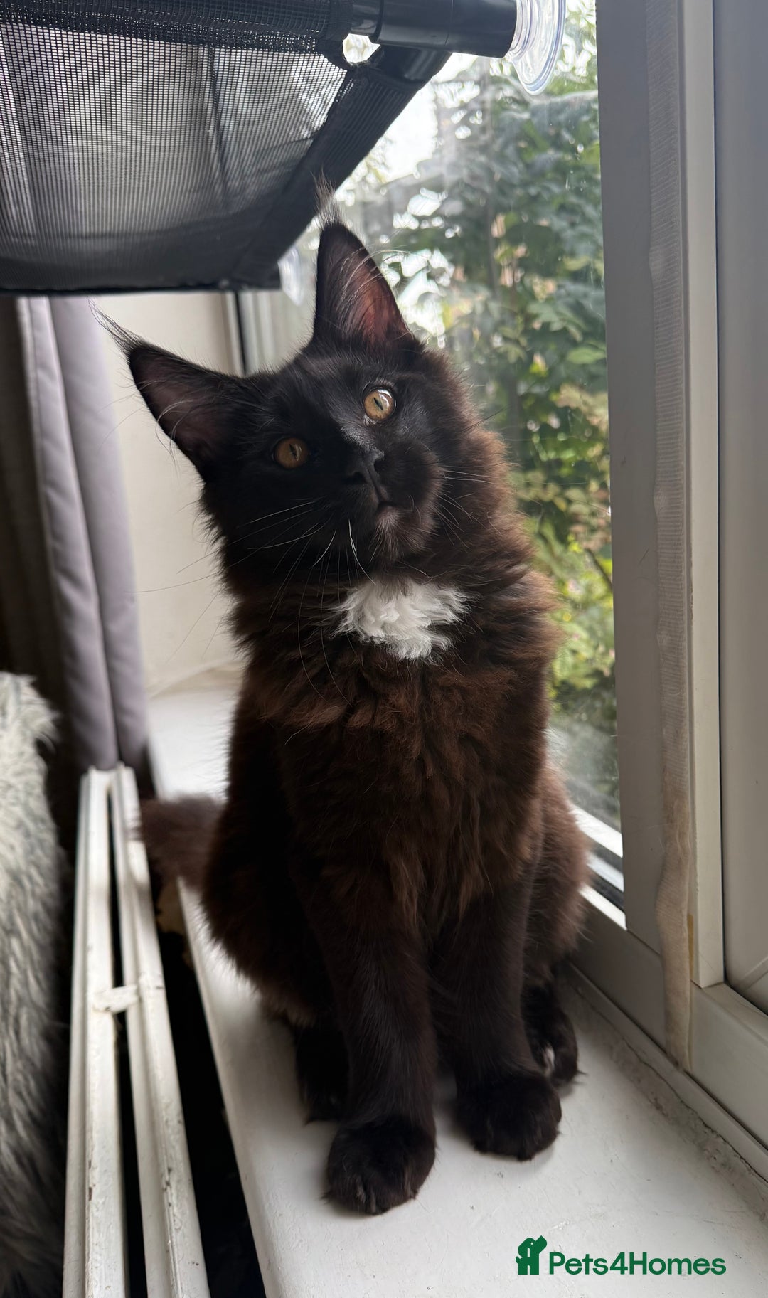 Maine Coon cats for sale: Pedigree ”TICA”  the last kitten left❣️ - Image 14