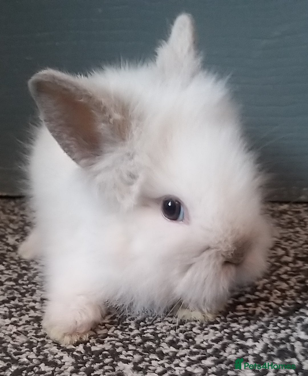 Mixed Breed rabbits for sale: Lion head mini lops 😍 in Sheffield - Image 4