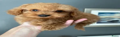 Cockapoo 4