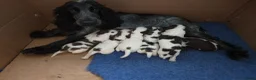 Cocker Spaniel dogs for sale: Stunning cocker spaniels  - Advert 1