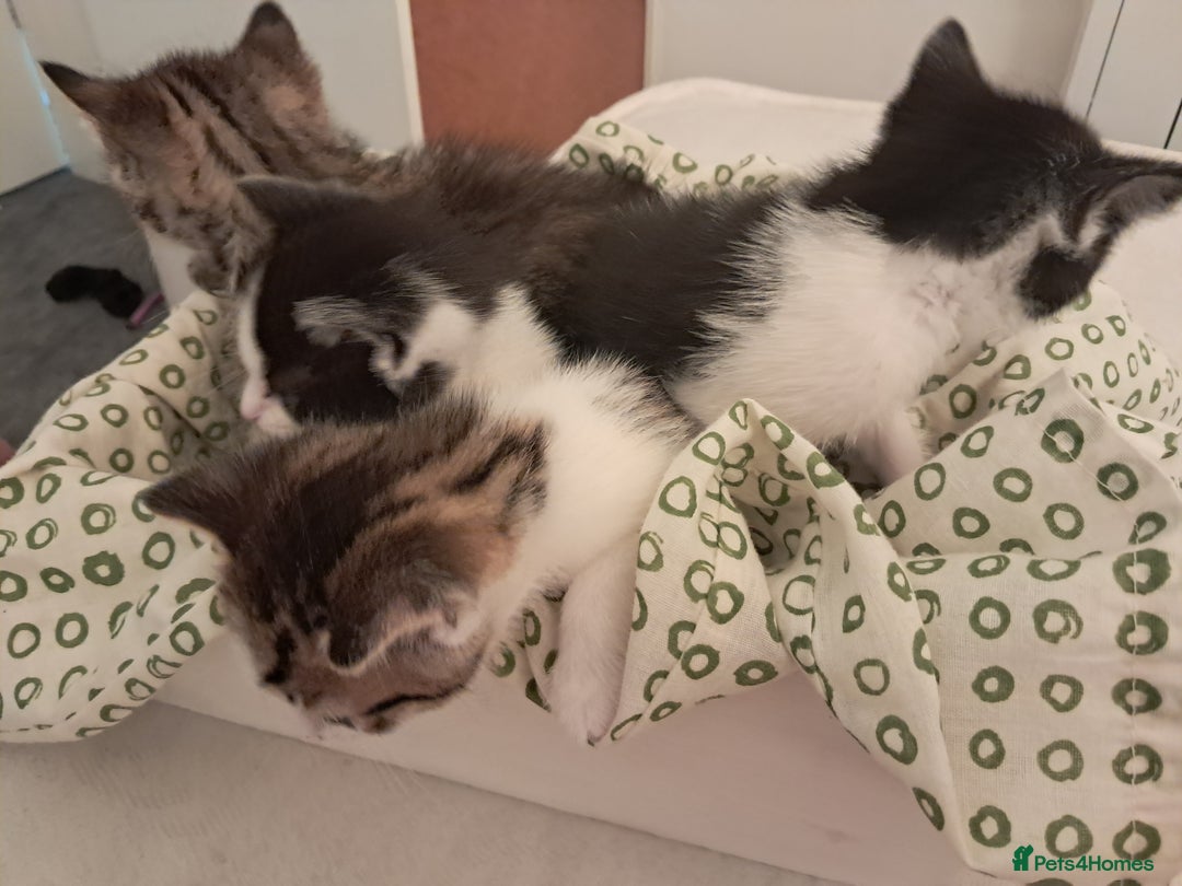 Mixed Breed cats for sale: Kittens  - Image 5