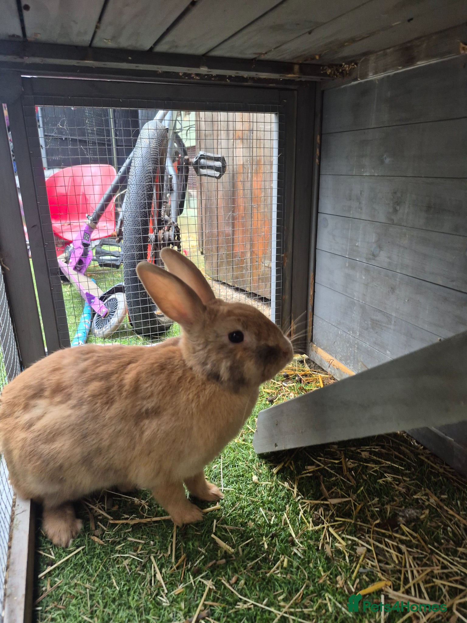 Mixed Breed rabbits Female mixed breed  - Advert 3