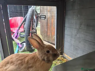 Mixed Breed rabbits Female mixed breed - Advert 1