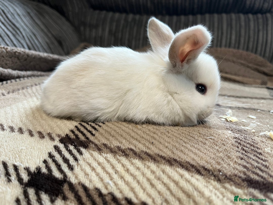 Mini Lop rabbits for sale: 7 beautiful mini lops  - Image 8