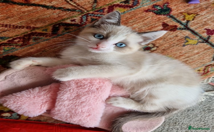 Ragdoll cats - Advert 1