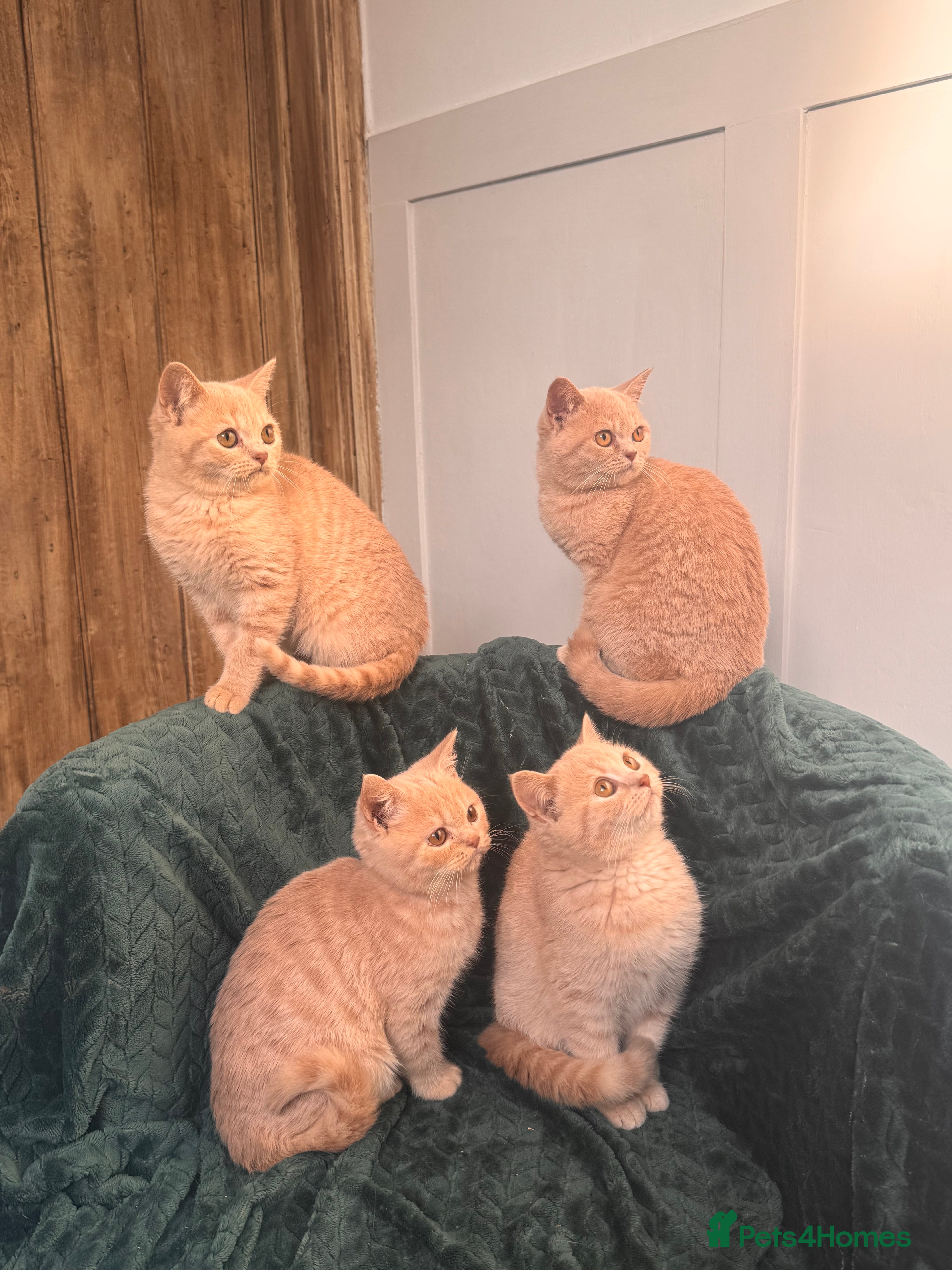 British Longhair cats ✨Cream British Shorthair Kittens ✨ - Advert 4