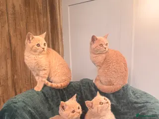 British Longhair cats ✨Cream British Shorthair Kittens ✨ - Advert 7
