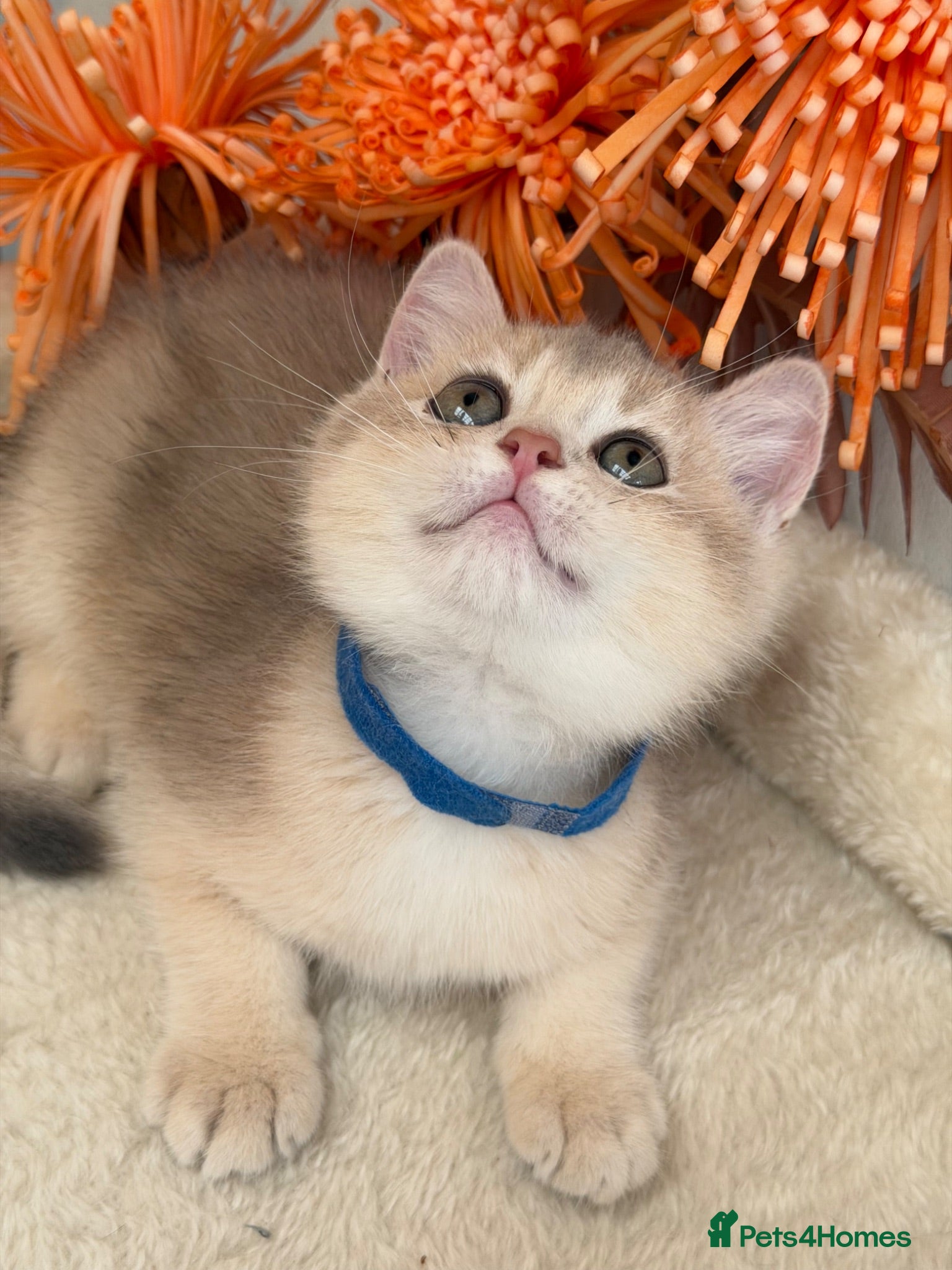 British Shorthair cats British shorthair blue/black golden kittens GCCF  - Advert 12